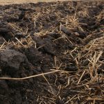 Organic farmers across the country are being asked to participate in a soil benchmarking study that aims to measure the benefits that arise from different soil management practices. | File photo
