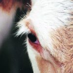 Several studies have shown that contributing risk factors to pinkeye outbreaks include smaller grazing areas resulting in a higher density of cattle, a predominance of younger animals and lower than average rainfall or dusty conditions. | File photo