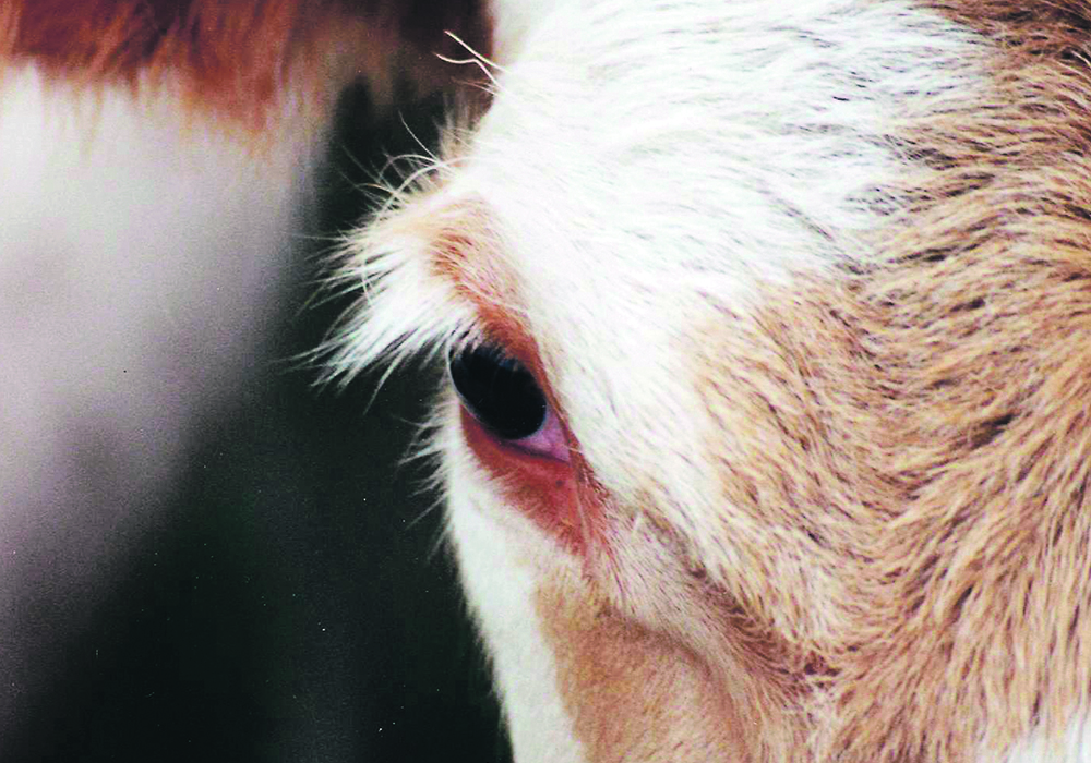 Several studies have shown that contributing risk factors to pinkeye outbreaks include smaller grazing areas resulting in a higher density of cattle, a predominance of younger animals and lower than average rainfall or dusty conditions.  |  File photo