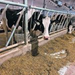As employee numbers increase on dairy farms, producers are encouraged to learn to communicate the process improvement that has been part of their own way of working. | John Greig photo