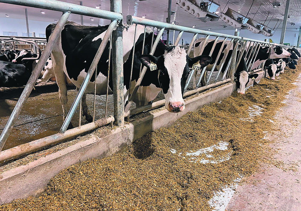 As employee numbers increase on dairy farms, producers are encouraged to learn to communicate the process improvement that has been part of their own way of working.  |  John Greig photo