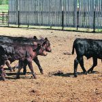 Ninety-five per cent of calves in Western Canada are castrated by three months of age. | File photo