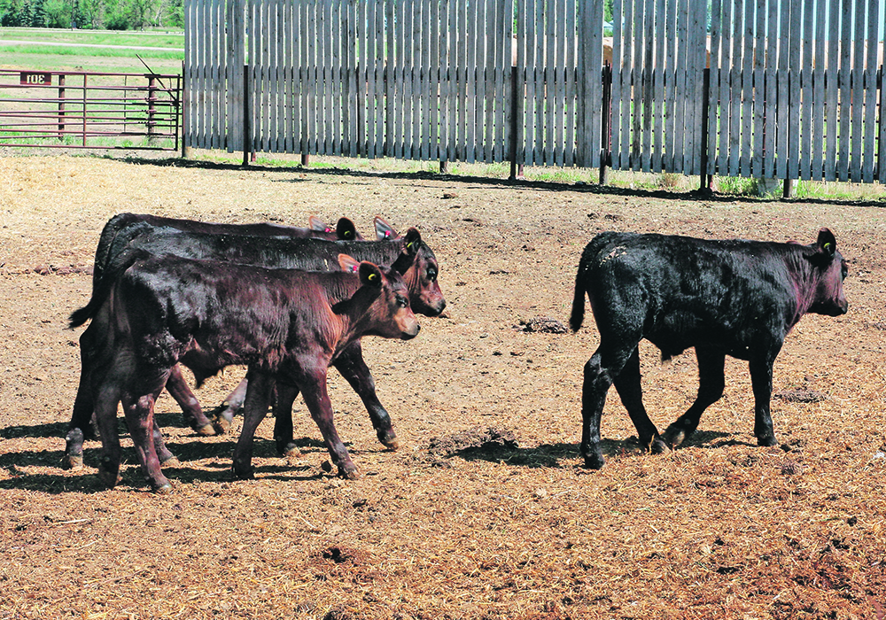 Ninety-five per cent of calves in Western Canada are castrated by three months of age.  |  File photo