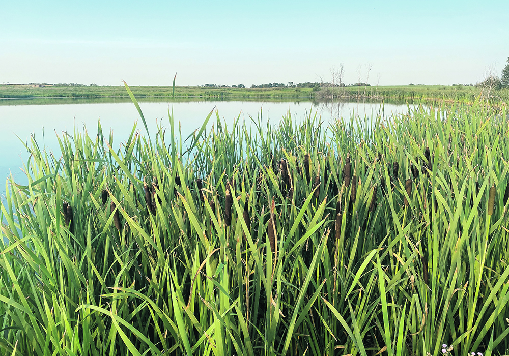The author writes that Saskatchewan’s Water Security Agency is attempting to justify a policy that will legalize the draining of any wetlands that are drainable.  |  File photo