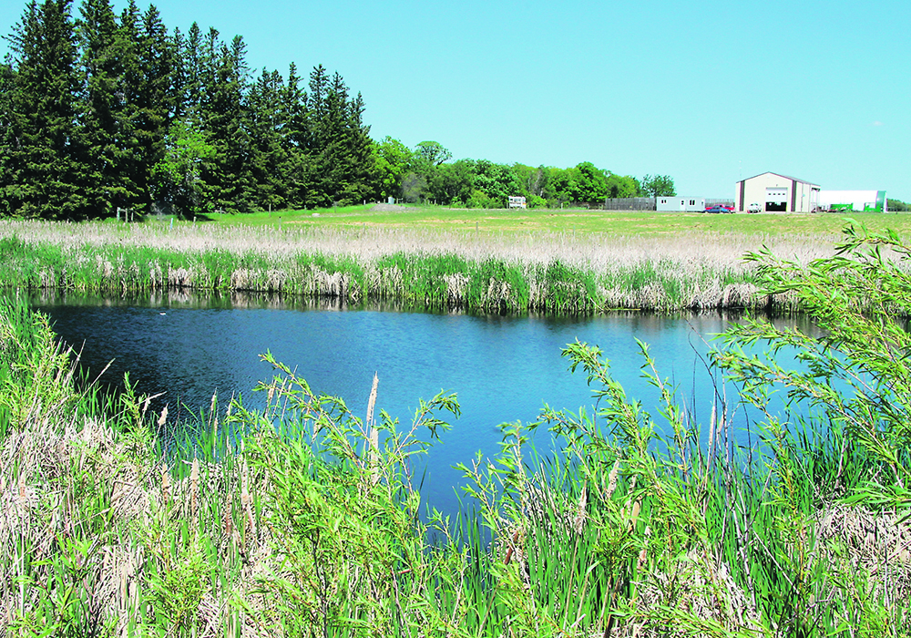 A research paper that will be published soon describes that 10,000 hectares (24,710 acres) per year are drained across the Prairies.  |  File photo