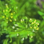 Camelina is one of the crops that will receive increased research scrutiny under the Diverse Field Crops Cluster. | File photo
