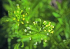 Camelina is one of the crops that will receive increased research scrutiny under the Diverse Field Crops Cluster.  |  File photo