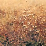 U.S. flax growers say production has become so small that existing food and industrial uses are considered sufficient, making it unnecessary to pursue biofuel markets. | File photo