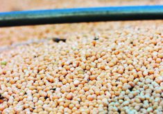 If plant scientists can identify genes connected to an undesirable trait, eliminating those genes could produce a stronger, better tasting and healthier crop.  |  File photo