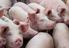 Top of the challenges this year, as it was last year, is the impact of Proposition 12, the California law that tightly restricts how much room each gestating sow is required to have in a barn, an amount that only a minority of the North American sow herd can satisfy.  | Getty Images