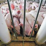 Dr. Anna Forseth, director of animal health with the National Pork Producers Council, says just because we haven't heard much about it lately, the risk and threat of ASF remains. | Reuters photo