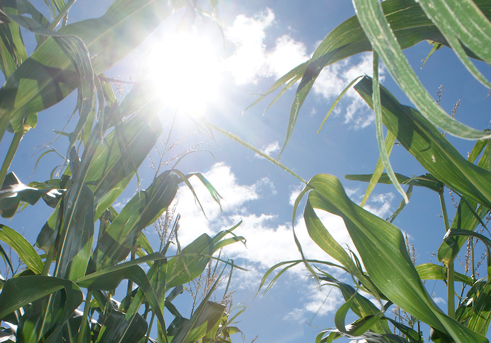 For my forecast, I admit there is no strong signal to hook on to, but my gut says to stick with the status quo, which means near- to slightly above-average temperatures and precipitation. | File photo