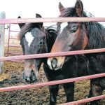 The idea behind track management is to spread out the herd’s necessities of life and provide incentive for movement to better replicate their natural environment. | File photo