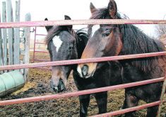 The idea behind track management is to spread out the herd’s necessities of life and provide incentive for movement to better replicate their natural environment.  |  File photo