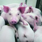 Studies have shown that even adjusting for different feed intakes, low birthweight pigs do worse in growing and in fighting disease. | File photo