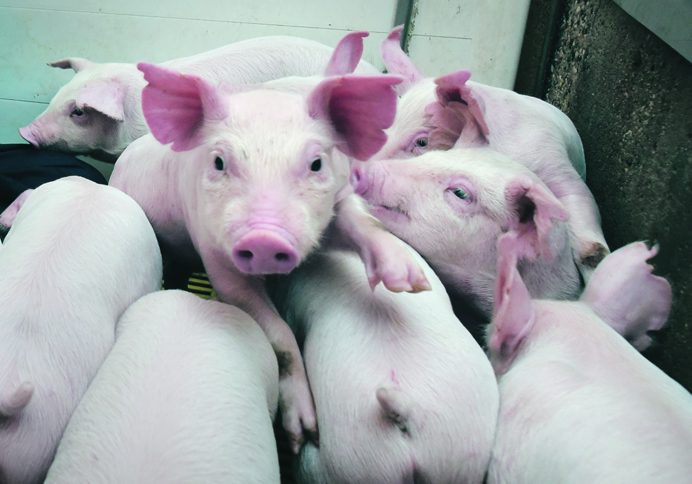 Studies have shown that even adjusting for different feed intakes, low birthweight pigs do worse in growing and in fighting disease.  |  File photo