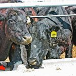 Competition at the feed bunk can lead to uneven distribution. | File photo