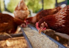 The Feeds Regulations spell out the rules by which animal nutritionists and feed companies must follow, as they govern most aspects of feed formulation. The last regulations were introduced in 1983, long before modern science and methods were in practice, leaving many producers, nutritionists and feed companies frustrated. | Getty Images