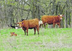 Anxious cows make it potentially hazardous to work with calves on pasture.  |  Alexis Stockford photo