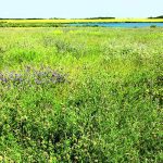 Ducks Unlimited says some cropland doesn’t produce enough to justify the investment producers put into it, and that land would be better used for perennial cover. | Karli Reimer/Ducks Unlimited Canada photo