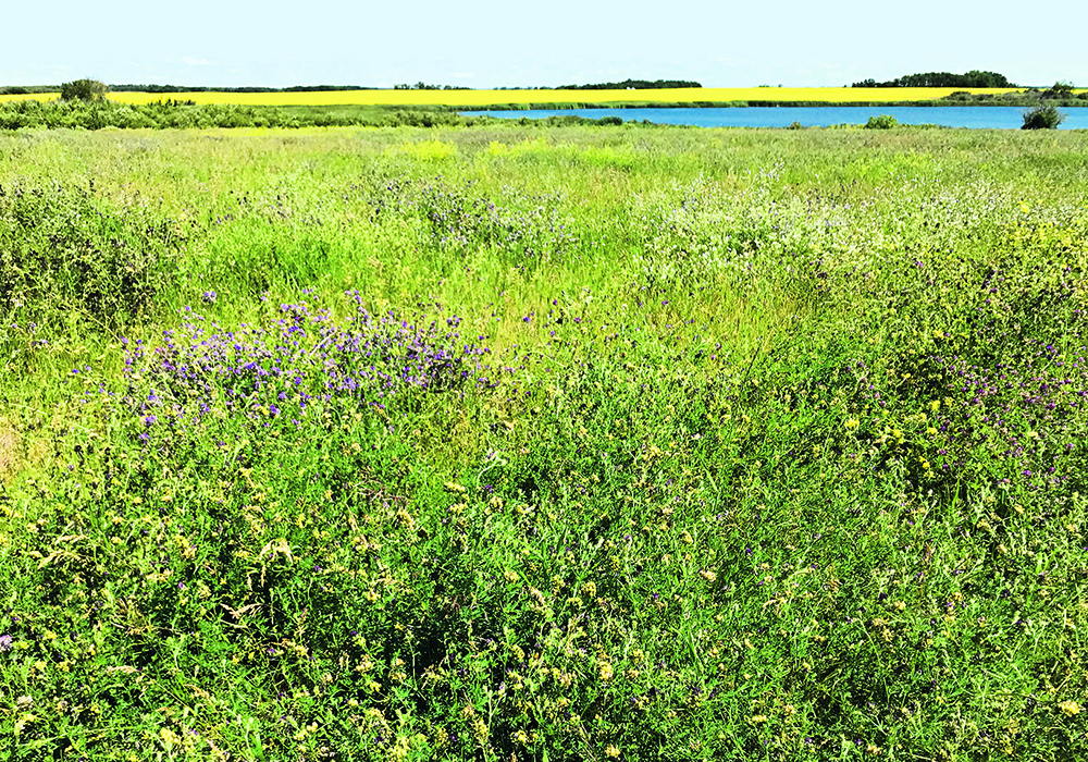 Ducks Unlimited says some cropland doesn’t produce enough to justify the investment producers put into it, and that land would be better used for perennial cover.  |  Karli Reimer/Ducks Unlimited Canada photo