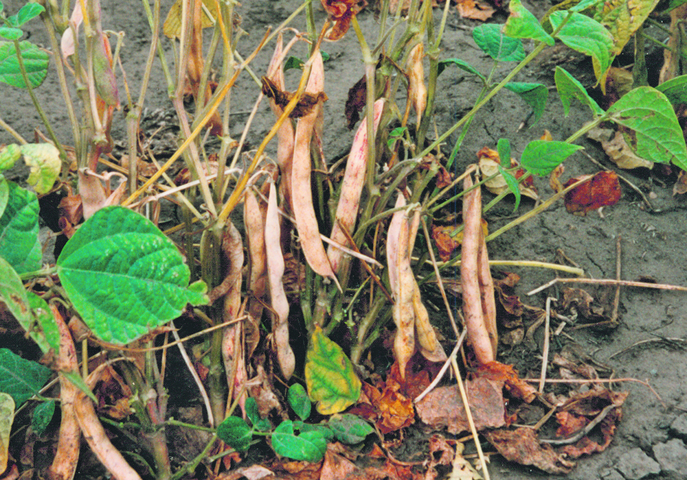 Dry bean growers should do a stand count a month after seeding to measure progress.  |  File photo