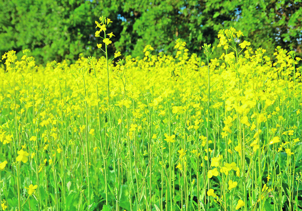 The canola sector expects the biofuel boom to launch it to new heights.  |  Alexis Stockford photo