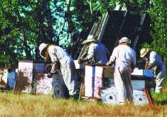 A B.C. company has developed a natural product that it says could be an alternative to existing weapons against varroa mites.  |  File photo