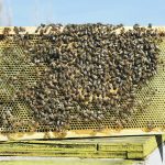 Beekeepers require commercial sugar for feeding, and the sugar shortage earlier this year may have had an impact. | File photo