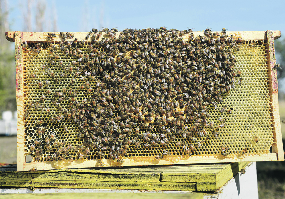 Beekeepers require commercial sugar for feeding, and the sugar shortage earlier this year may have had an impact.  |  File photo