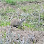 Saskatchewan plans to survey farmers annually on ground squirrel damage and fine-tune control programs accordingly. | James Tansey, Saskatchewan Agriculture photo