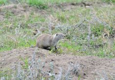 Saskatchewan plans to survey farmers annually on ground squirrel damage and fine-tune control programs accordingly.  |  James Tansey, Saskatchewan Agriculture photo
