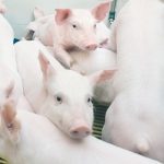 Today's pigs do great when the barn is free of disease. When it’s not, an outbreak can sweep through animals with alarming ferocity. | File photo