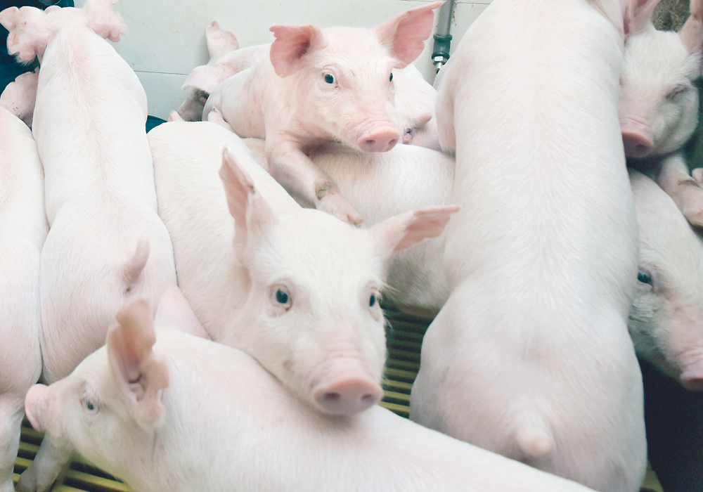 Today's pigs do great when the barn is free of disease. When it’s not, an outbreak can sweep through animals with alarming ferocity. | File photo