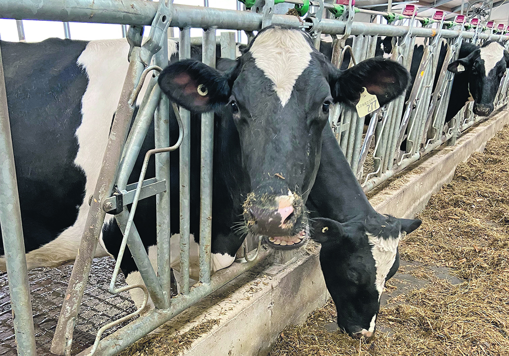 More than 80 dairy herds have been infected with the virus across 11 states since late March, and three dairy workers have tested positive for the virus. | File photo