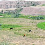 Population growth and rising food demand have encouraged producers to overburden grazing lands, says a United Nations body. | File photo