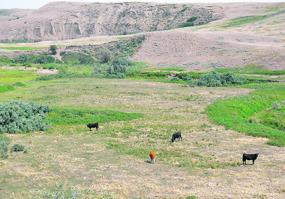 Population growth and rising food demand have encouraged producers to overburden grazing lands, says a United Nations body.  |  File photo