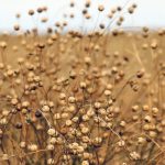 Exporters of some of Canada’s minor crops, including peas, durum, flax and mustard, could benefit from new import duties the European Union will place on Russian exports on July 1. | File photo