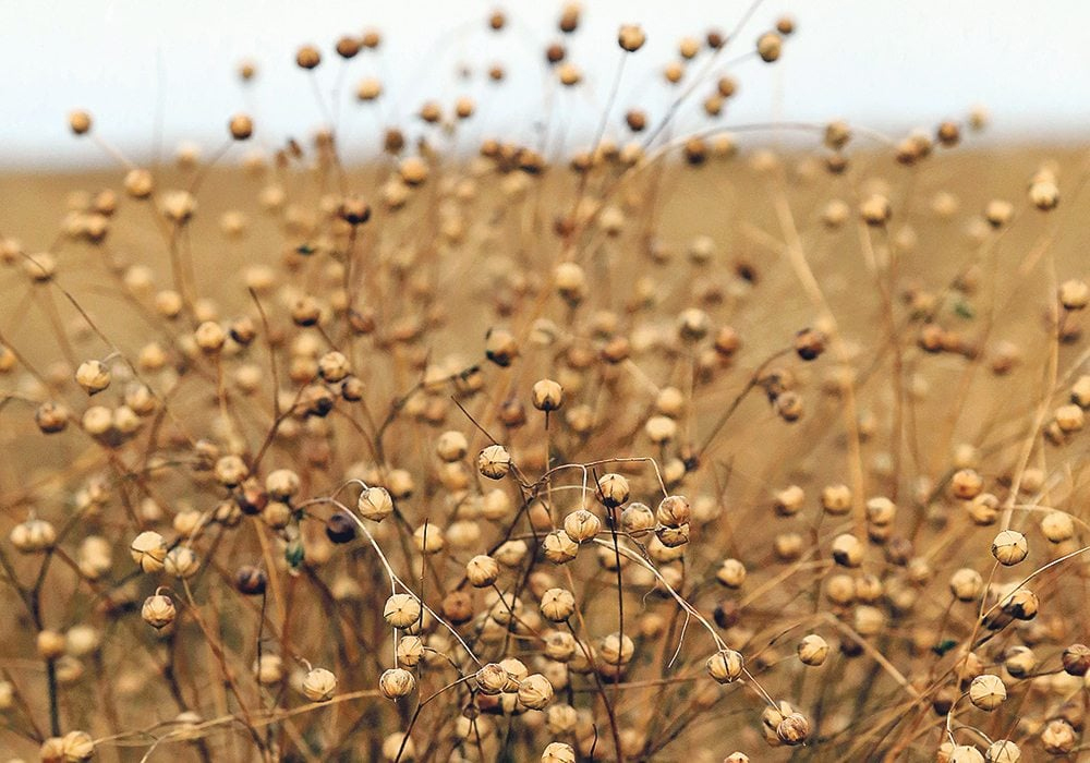 Exporters of some of Canada’s minor crops, including peas, durum, flax and mustard, could benefit from new import duties the European Union will place on Russian exports on July 1.  |  File photo