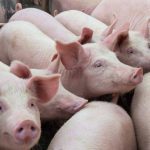 The Canadian government is investing to prevent and prepare for African swine fever, because the disease poses a significant risk to the health of the Canadian swine herd. | Getty Images photo