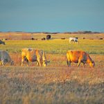 Initial research has found surprising links between cattle efficient at digesting fibre and methane emissions. | File photo