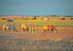 Initial research has found surprising links between cattle efficient at digesting fibre and methane emissions. | File photo