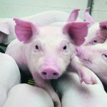 Most swine flu strains in North America have genome segments that were acquired from human strains, because flu viruses have a segmented genome that allows one virus to trade segments of its genome with another strain. | File photo