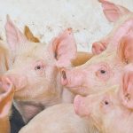 The concept of “circularity” in food production, with animals being kept for waste clean-up duties only, is not commonly discussed in North America. | File photo