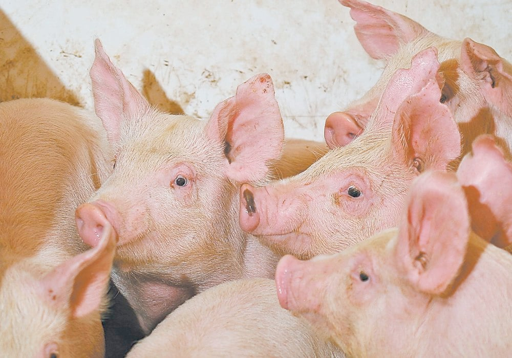 The concept of “circularity” in food production, with animals being kept for waste clean-up duties only, is not commonly discussed in North America. | File photo