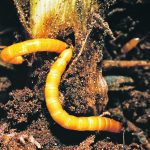 Wireworms bore into the stem of a plant. | File photo