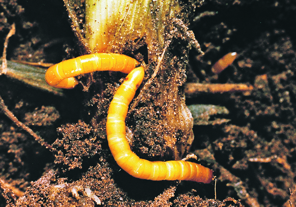 Wireworms bore into the stem of a plant.  |  File photo