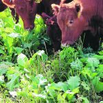 Yearling steers graze a forage mixture at Agriculture Canada’s Research and Development Centre in Swift Current, Sask. | Dustin Ostrander photo
