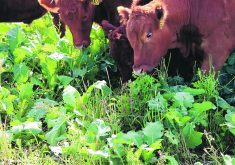 Yearling steers graze a forage mixture at Agriculture Canada’s Research and Development Centre in Swift Current, Sask. | Dustin Ostrander photo
