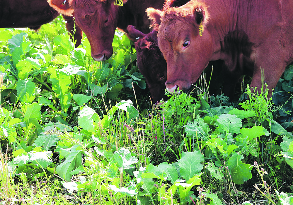 Yearling steers graze a forage mixture at Agriculture Canada’s Research and Development Centre in Swift Current, Sask. | Dustin Ostrander photo